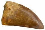 Bargain, Carcharodontosaurus Tooth - Real Dinosaur Tooth #308367-1